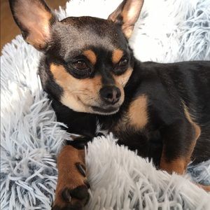 Meet your Posher, Alma